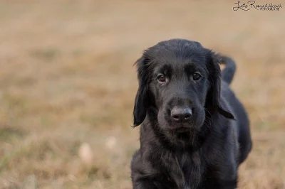 Flat coated retriever s PP k dispozici