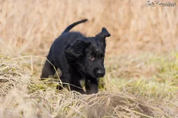 Flat coated retriever s PP k dispozici