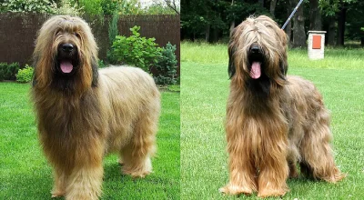 BRIARD – plavá štěňátka