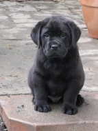 Labrador - štěňátka