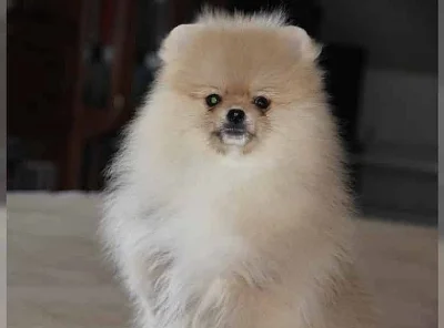 trpaslicí/Pomerania s PP