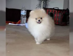 trpaslicí/Pomerania s PP