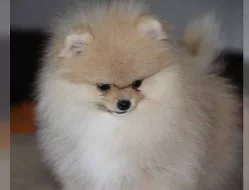 trpaslicí/Pomerania s PP