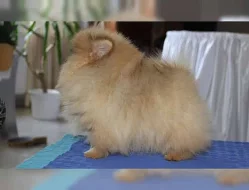 trpaslicí/Pomerania s PP