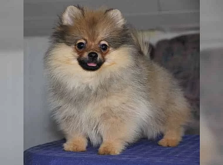 trpaslicí/Pomerania s PP