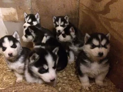 Modré oči sibiřský husky miminka.