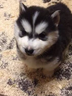 Modré oči sibiřský husky miminka.