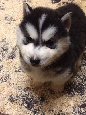 Modré oči sibiřský husky miminka.