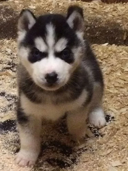 Modré oči sibiřský husky miminka.