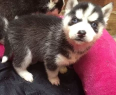 Modré oči sibiřský husky miminka.