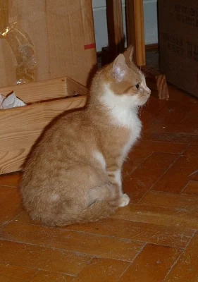 Kocourek bílozrzavý