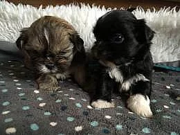 Prodám shih tzu štěňata