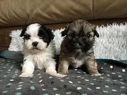 Prodám shih tzu štěňata