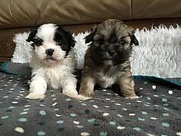 Prodám shih tzu štěňata
