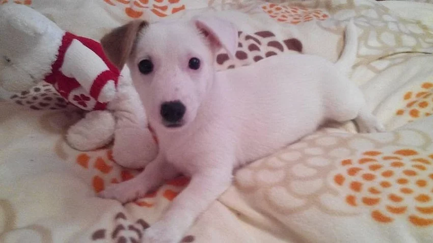 Jack russell terier rasl