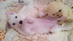 Jack russell terier rasl