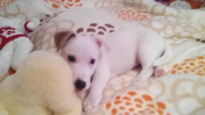 Jack russell terier rasl