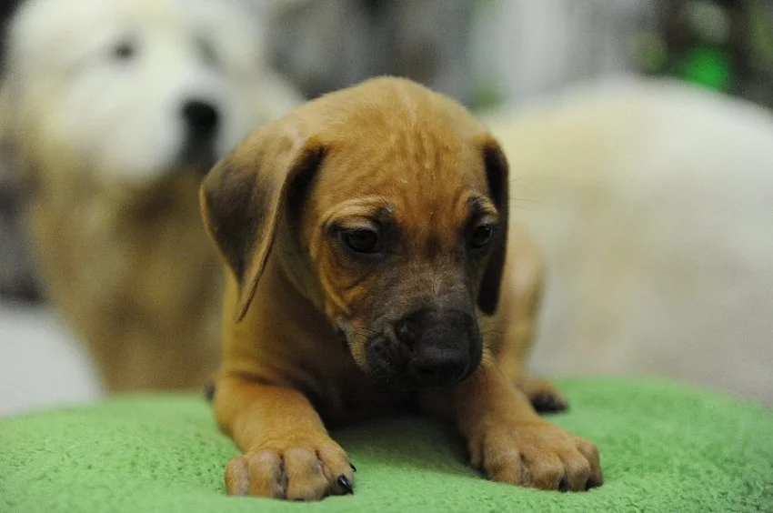 Rhodéský ridgeback štěňata s PP