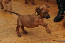 Rhodéský ridgeback štěňata s PP