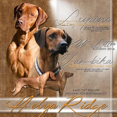 Rhodéský ridgeback štěňata s PP