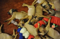 Rhodéský ridgeback štěňata s PP