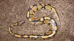 Krajta královská - Python regius + terárium
