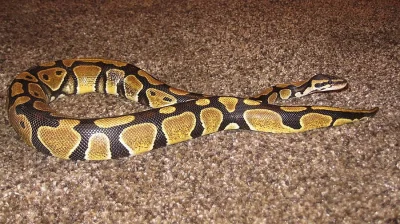 Krajta královská - Python regius + terárium