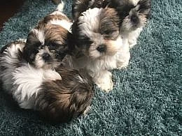 Prodám Shih-tzu