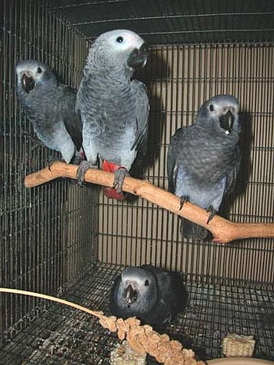 Africký šedý Papoušci na prodej