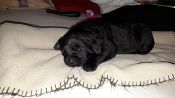 Černá štěňata labradora bez PP