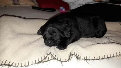 Černá štěňata labradora bez PP
