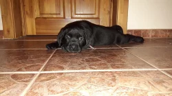 Černá štěňata labradora bez PP
