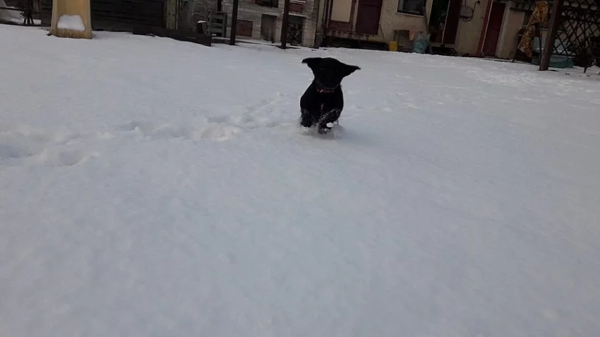 Černá štěňata labradora bez PP