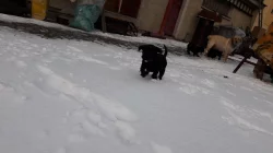 Černá štěňata labradora bez PP