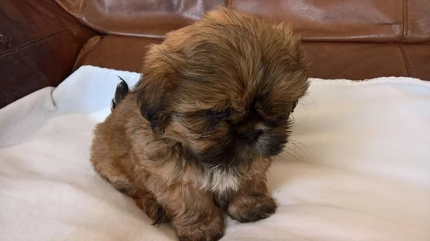 Shih-tzu, ši-tzu - pejsek s PP