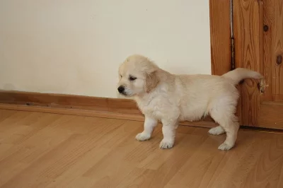 Zlaté Retreiver Štěňata