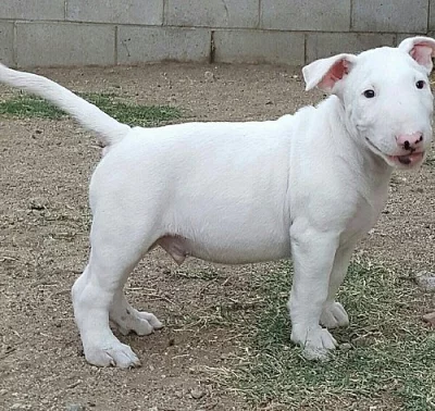 Ohromující Kc Reg Bull teriér Štěňata