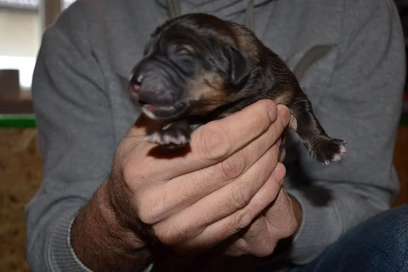Štěně Tibetské dogy s PP