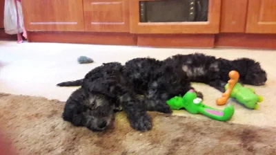 bedlington teriéři