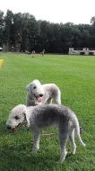 bedlington teriéři