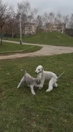 bedlington teriéři