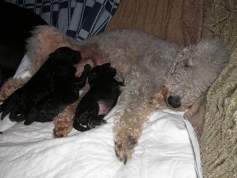 bedlington teriéři