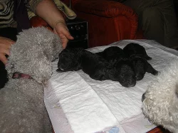bedlington teriéři