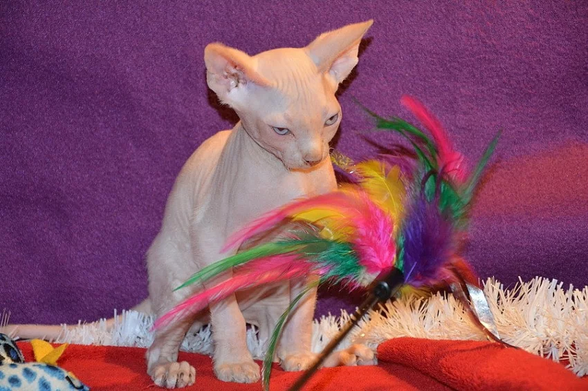 Kanadský sphynx bez PP
