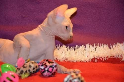 Kanadský sphynx bez PP