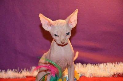 Kanadský sphynx bez PP