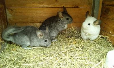 3 SAMCI ČINČILY+KOTEC+PŘEPRAVKY