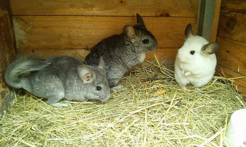 3 SAMCI ČINČILY+KOTEC+PŘEPRAVKY