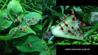 Caridina cantonensis var. Crystal Red