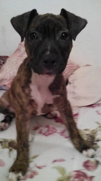 Americký stafordšírský teriér